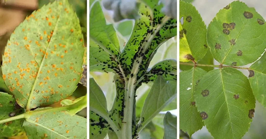 Parásitos y pulgones: 10 remedios naturales para ahuyentarlos de forma natural – Mis Consejos Jardinería