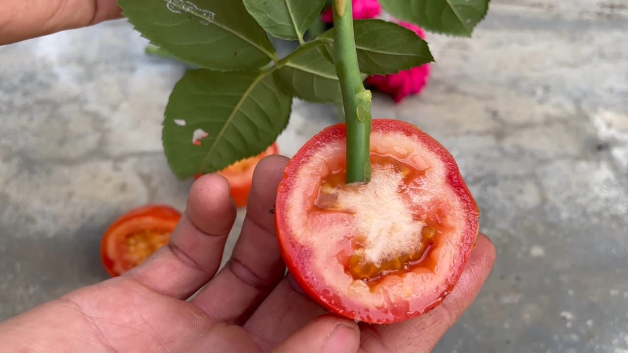 rosa en tomate