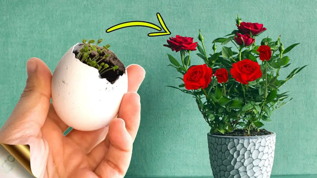 Plantar cáscaras de huevo en el jardín y ver qué pasa – Mis Consejos Jardinería