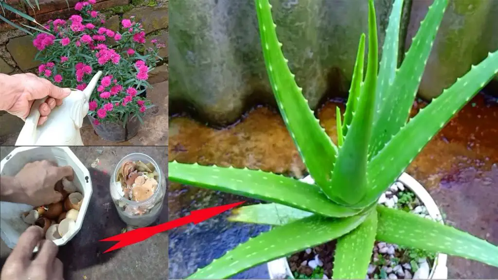 Plantas de interior: 5 razones por las que tu aloe vera en maceta no crece bien + las soluciones – Mis Consejos Jardinería
