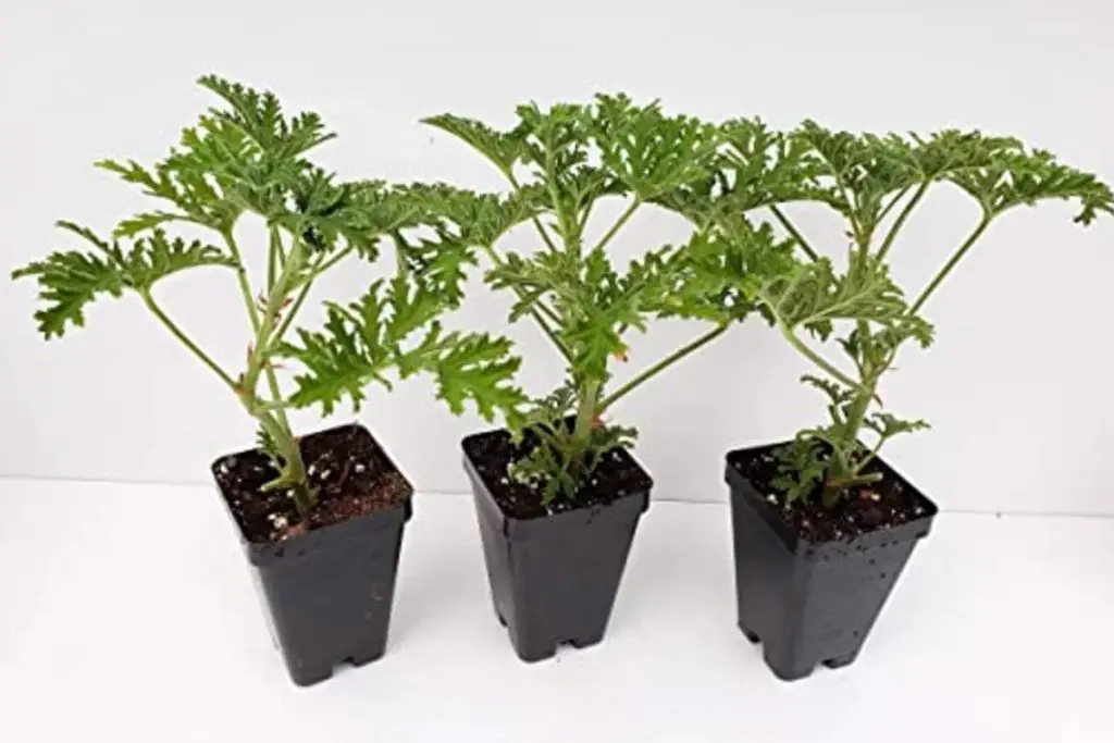 Plantas repelentes de mosquitos: ¡descubre las ocho infalibles, para el hogar y el jardín – Mis Consejos Jardinería