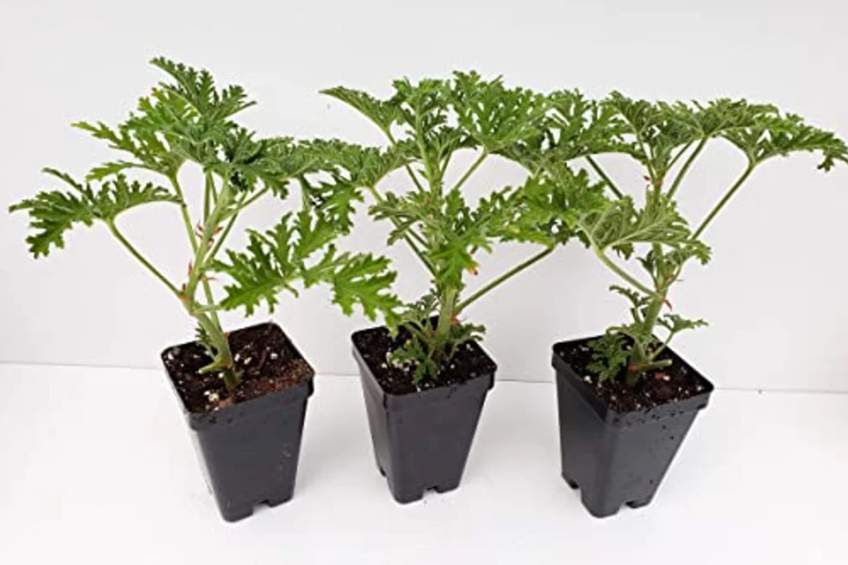 Plantas repelentes de mosquitos: ¡aquí están las ocho infalibles para el hogar y el jardín!