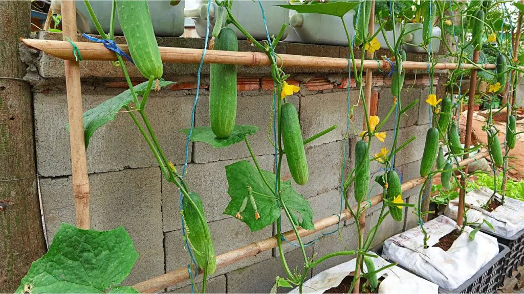 Poda de pepinos: ¿por qué, cuándo y cómo podar la mejor planta vegetal de verano? – Mis Consejos Jardinería