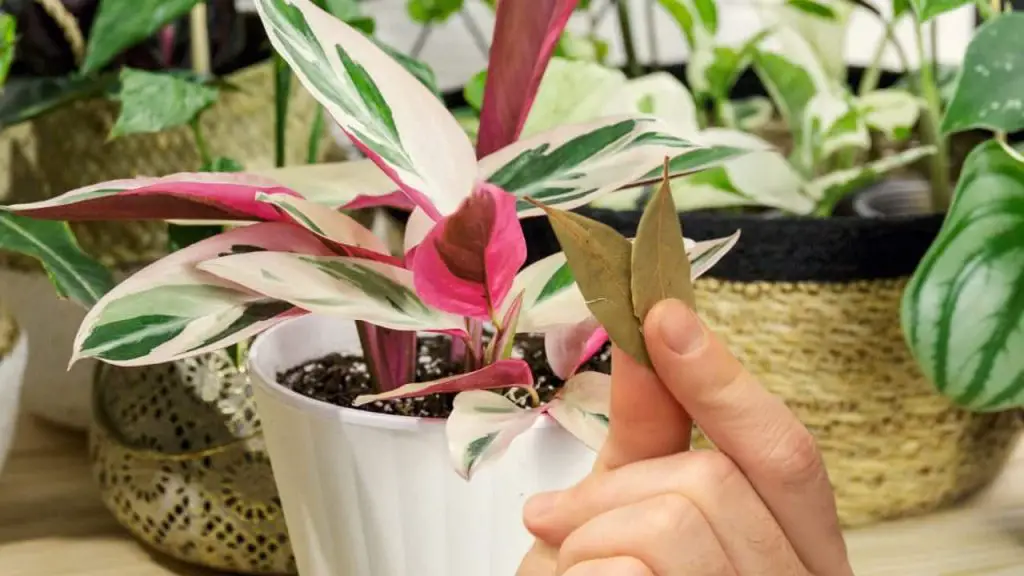 Pon 3 hojas de laurel en las plantas que tienes en tu jardín: el motivo revelado – Mis Consejos Jardinería