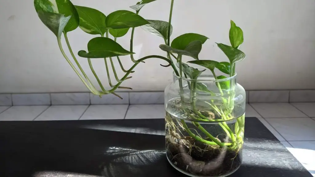 Pothos, cómo cultivarlo en un frasco: el procedimiento paso a paso – Mis Consejos Jardinería