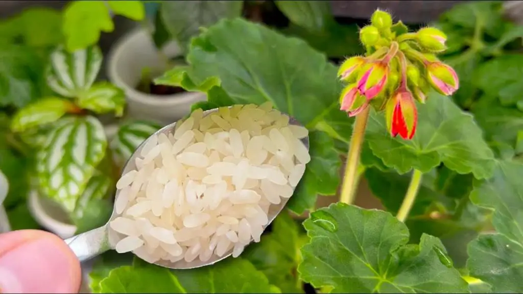 Prepara 1 cucharada de esto y cualquier flor que tengas en el jardín cobrará vida al instante. – Mis Consejos Jardinería