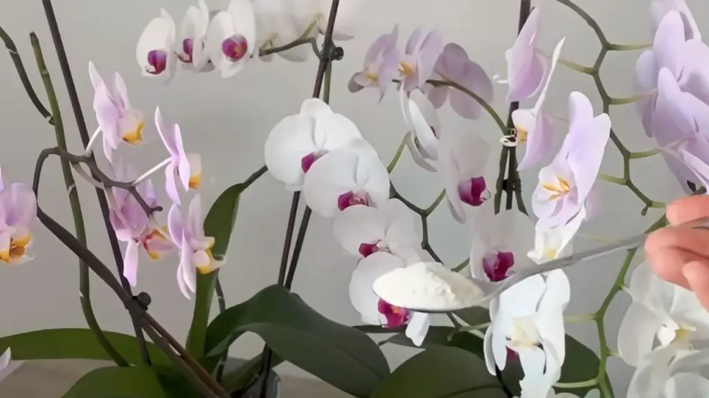 Raíces sanas y flores abundantes, el secreto es darle a tus orquídeas esta – Mis Consejos Jardinería