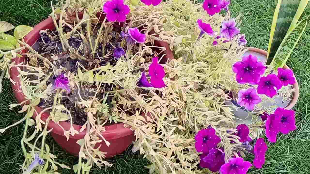 Regar las plantas