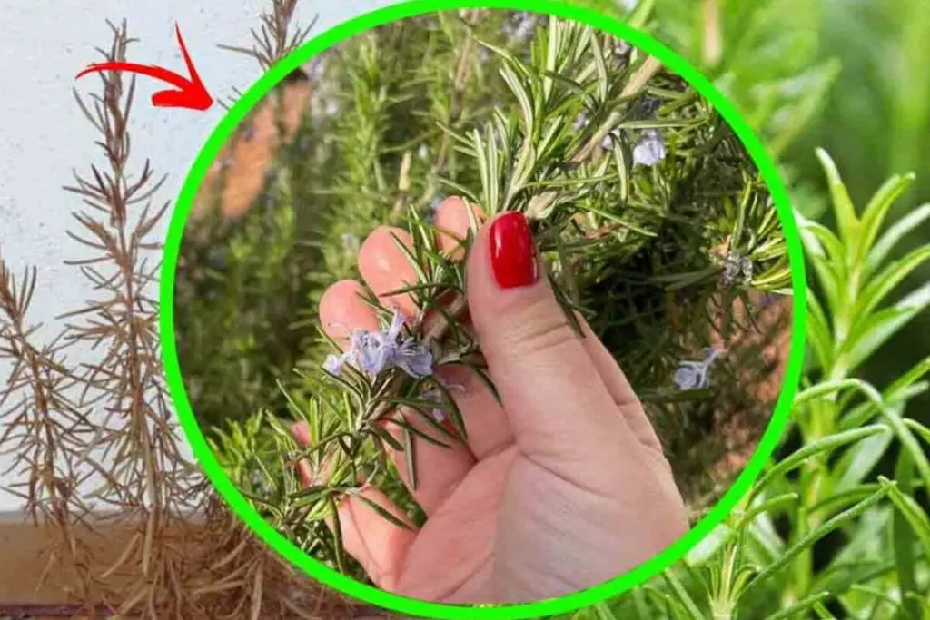 Romero: riégala así si quieres que crezca sana, fuerte y frondosa. ¡El secreto que nadie sabe! – Mis Consejos Jardinería