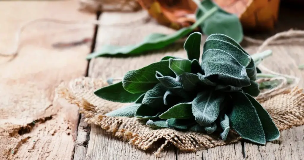 Salvia, ¡con solo un puñado de sus hojas perfumas todo tu hogar – Mis Consejos Jardinería
