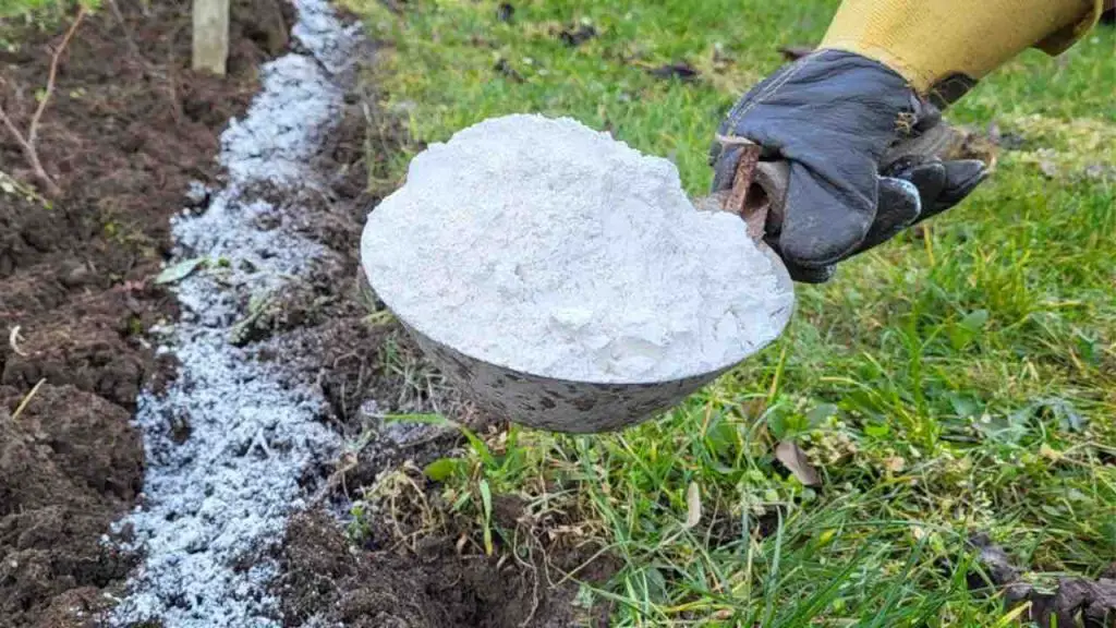 Si agrega este polvo al suelo, el rendimiento vegetal es 10 veces mejor – Mis Consejos Jardinería
