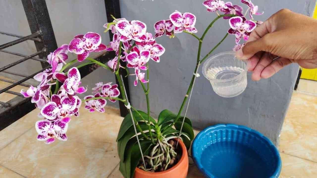 Orquídea vigorosa con muchas hojas brillantes