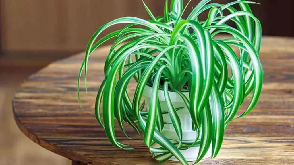 Si tienes esta planta estás de enhorabuena: por eso vale oro puro en casa – Mis Consejos Jardinería