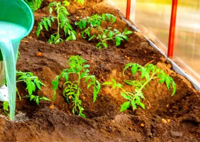 Similar a Morfina: El Mejor Analgésico Natural Crece en Tu Jardín – Mis Consejos Jardinería