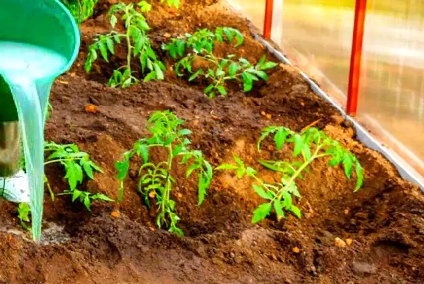 Similar a Morfina: El Mejor Analgésico Natural Crece en Tu Jardín – Mis Consejos Jardinería