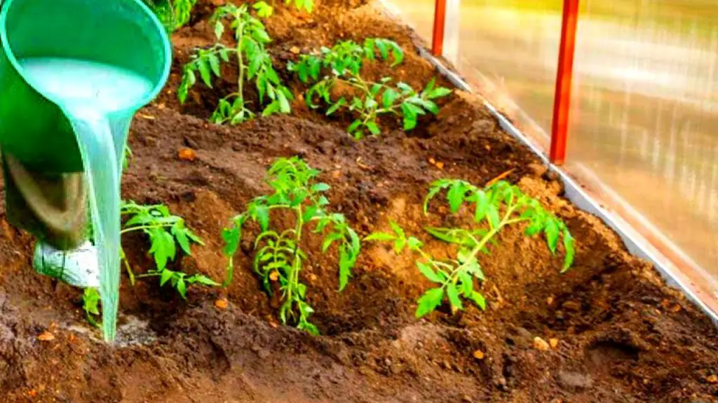 Similar a Morfina: El Mejor Analgésico Natural Crece en Tu Jardín – Mis Consejos Jardinería