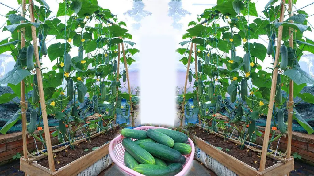Sin tomates junto a sus pepinos: secretos de jardinería para una plantación y un huerto más productivos – Mis Consejos Jardinería