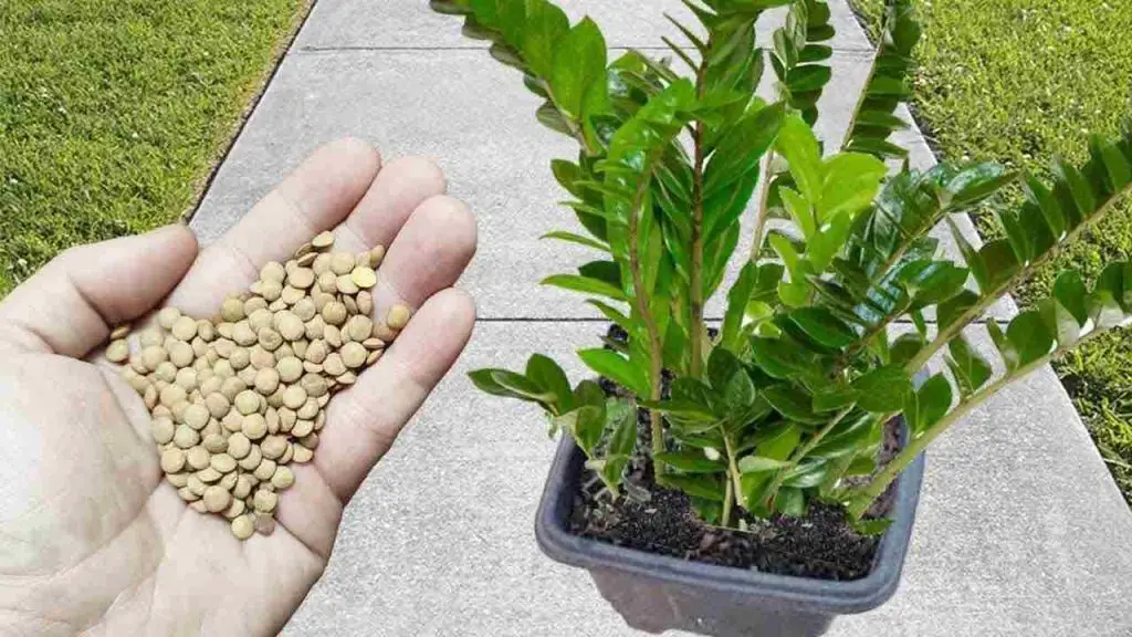 Solo 1 taza para que explote la floración en poco tiempo: crece en un santiamén – Mis Consejos Jardinería