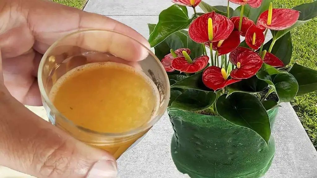 Solo si viertes esta copa, tus flores permanecerán exuberantes durante 3 años: resultado garantizado – Mis Consejos Jardinería