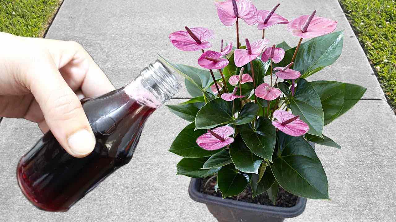 verter el ingrediente en las plantas