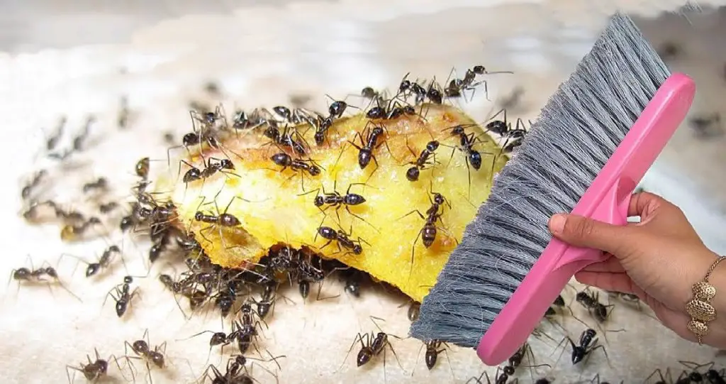 Un repelente natural para acabar con las hormigas en casa. Funciona y economico – Mis Consejos Jardinería