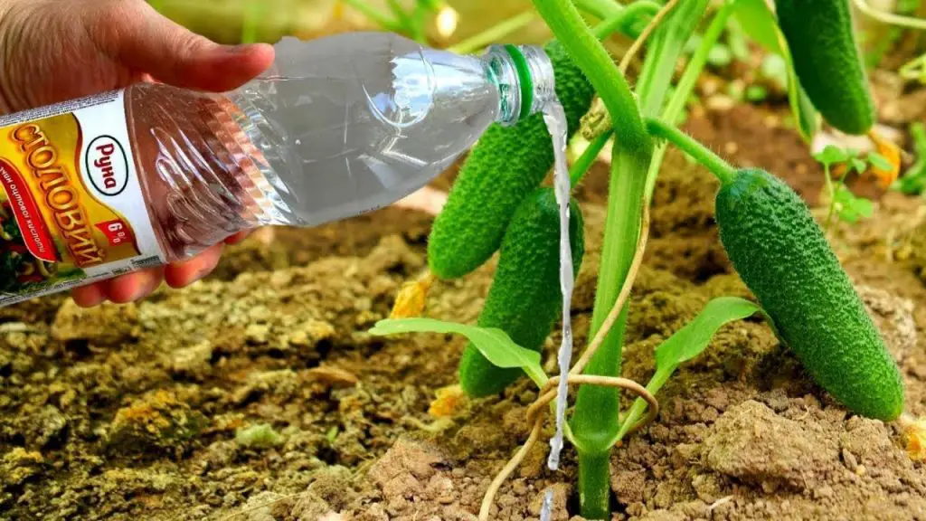 Un vaso de vinagre es la solución perfecta al mayor problema del jardín. Cómo utilizarlo ? – Mis Consejos Jardinería