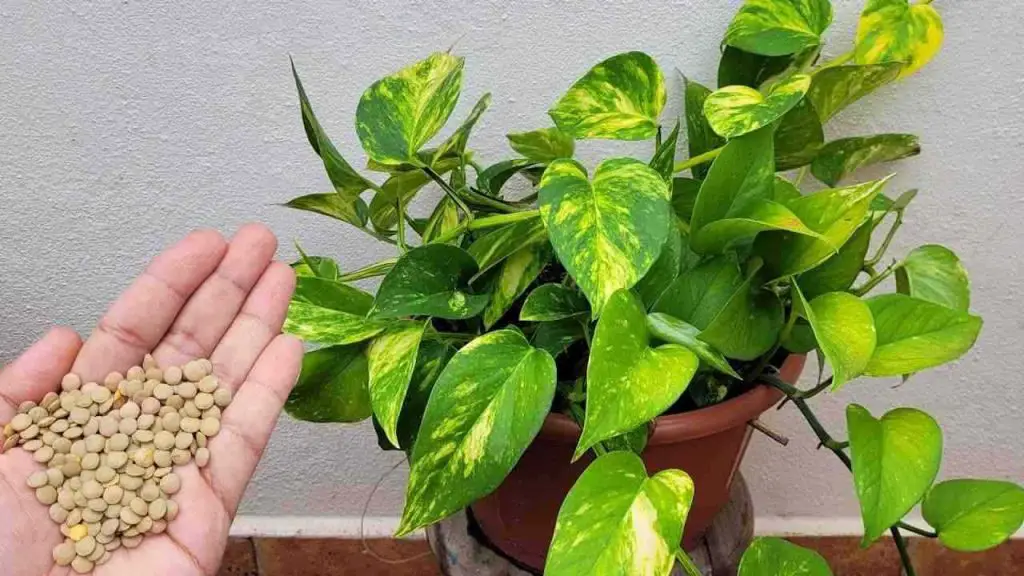 Un vaso pequeño en cada planta y los resultados estarán garantizados: nunca tuve estos resultados – Mis Consejos Jardinería