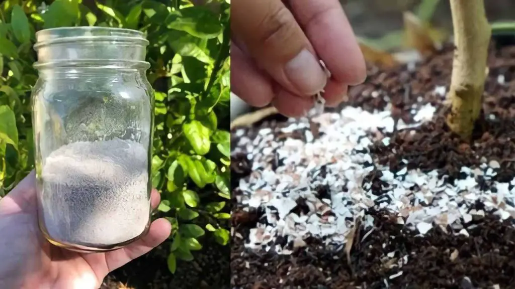 Una bomba natural para las plantas, simplemente viértela en el suelo para devolverles la vida. – Mis Consejos Jardinería