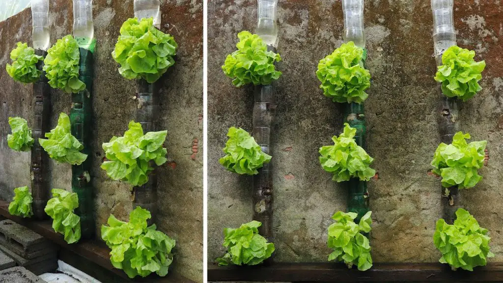 Variedades de lechugas para plantar en verano: ¡consejos y trucos de los jardineros para una cosecha exitosa! – Mis Consejos Jardinería