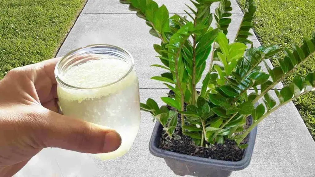 Zamioculcas, 1 taza al día es suficiente para que crezca sana y exuberante – Mis Consejos Jardinería
