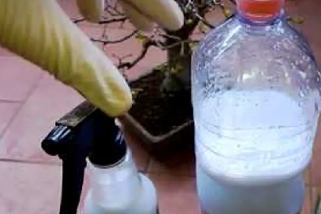 ¡El insecticida natural de bricolaje más poderoso sin productos químicos! – Mis Consejos Jardinería