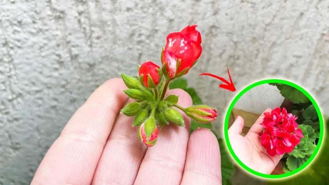 estimular-flores-geranios