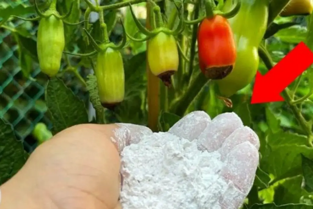 ¡Ponlo en tu jardín inmediatamente, si tus plantas de tomate se reducen a esto – Mis Consejos Jardinería