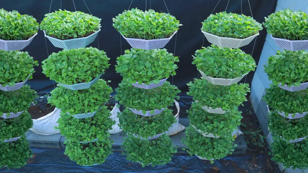 ¡Qué hacer en agosto en el jardín es una pregunta que incluso los jardineros experimentados pueden hacerse! – Mis Consejos Jardinería