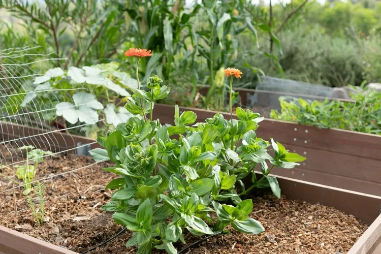 qué hacer en agosto en el jardín trabajar remediar daños sequía