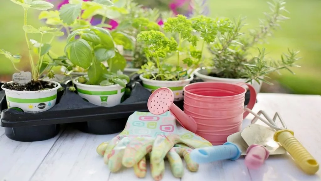plantas aromáticas