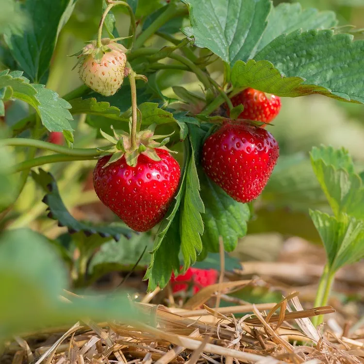 cómo duplicar la cosecha de fresas verano 2022 cultivar fresas en el jardín de casa