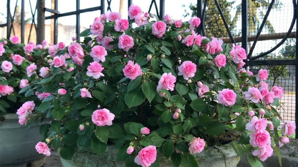 ¿Cómo conseguir rosas florecientes y perfectamente sanas? Consejos de un jardinero – Mis Consejos Jardinería