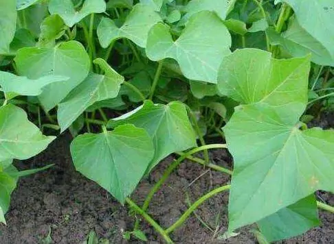 hojas de camote