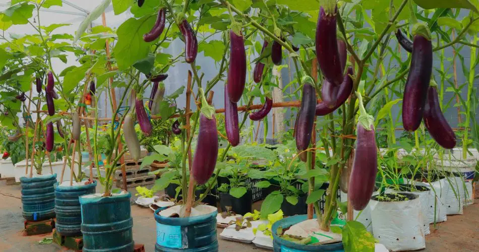¿Cómo cultivar berenjenas con éxito? Consejos profesionales para promover el crecimiento y aumentar el rendimiento – Mis Consejos Jardinería