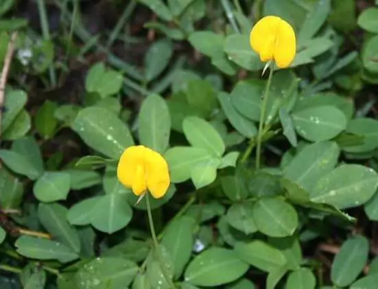 flor y planta de maní
