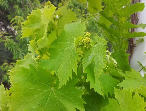 viñedos huerta racimo de uvas