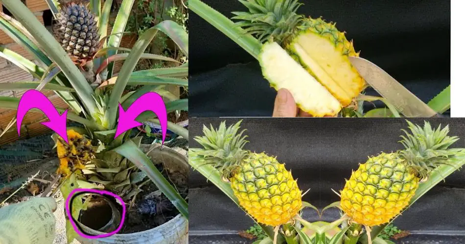 ¿Cómo cultivar y mantener un comosus de piña en casa? – Mis Consejos Jardinería
