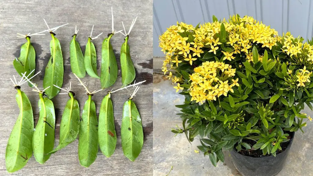 ¿Cómo hacer un corte de peonía? ¡Te lo contamos todo paso a paso! – Mis Consejos Jardinería
