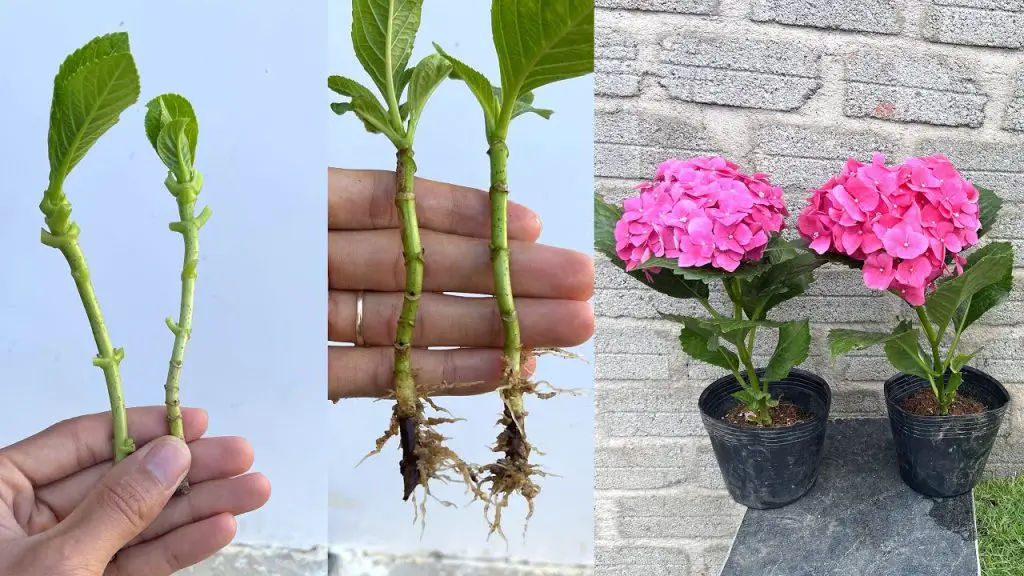 ¿Cómo mantener las hortensias para que tengan una floración abundante durante todo el verano? – Mis Consejos Jardinería