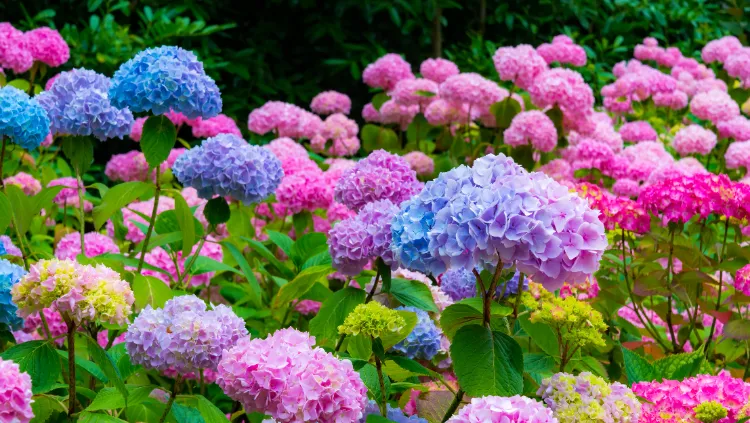como podar hortensias en primavera