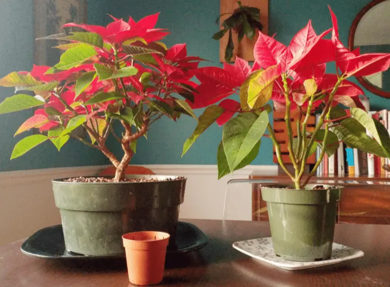 ¿Cómo no secar la nochebuena y hacer que dure todo el año? – Mis Consejos Jardinería