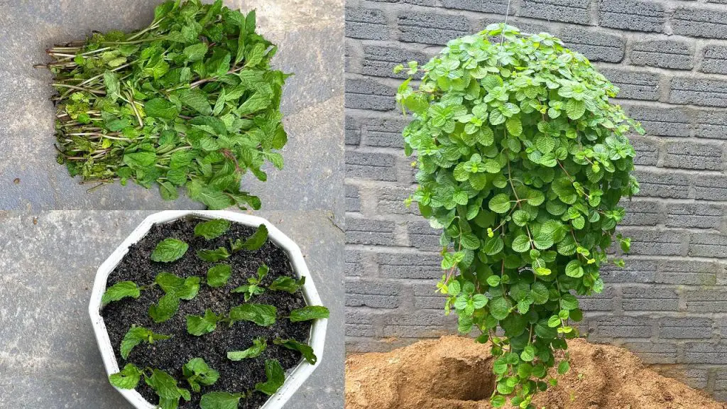 ¿Cómo plantar menta en una taza para decorar y perfumar toda la casa? – Mis Consejos Jardinería