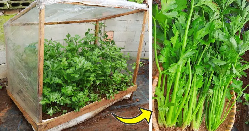¿Cómo proteger tu jardín del granizo? ¡5 soluciones para limitar el daño + qué hacer a continuación! – Mis Consejos Jardinería