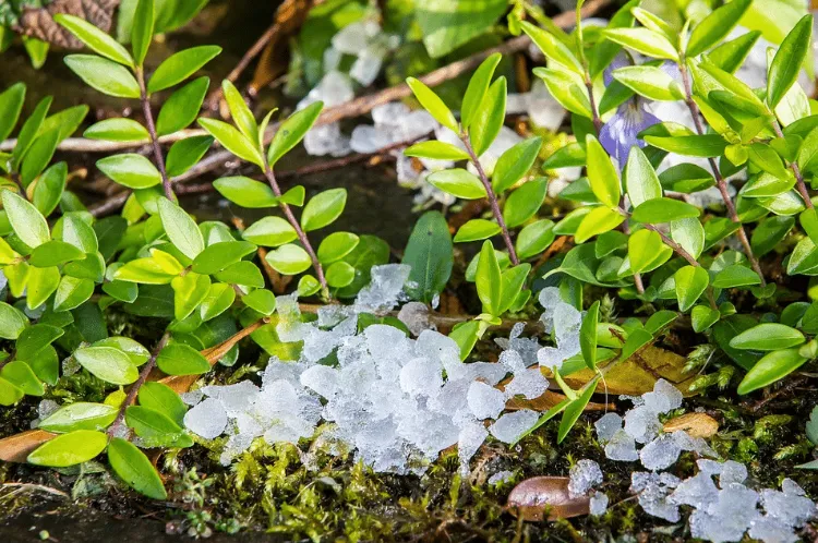 como proteger tu jardin del granizo 2022